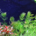 植栽から16日目（トリミングから）　マツモ